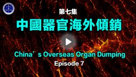 第7集1999年後中國器官移植機構迅速擴建和器官海外傾銷