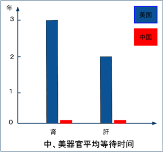 图1  中、美器官平均等待时间